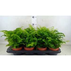 Adiantum raddi. 'Fritz-Luthi'