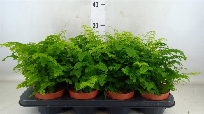 <h4>Adiantum raddi. 'Fritz-Luthi'</h4>