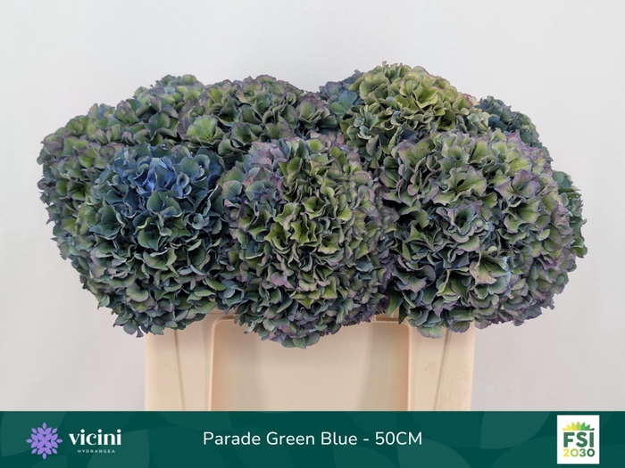 <h4>Hydrangea  'Royal Parade'   CL</h4>
