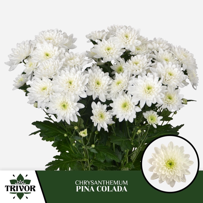 <h4>CHR T PINA COLADA</h4>