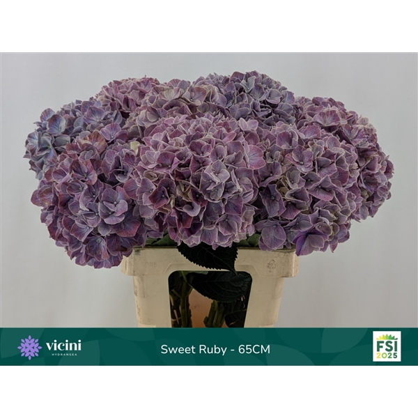 <h4>Sweet Ruby - 65CM</h4>