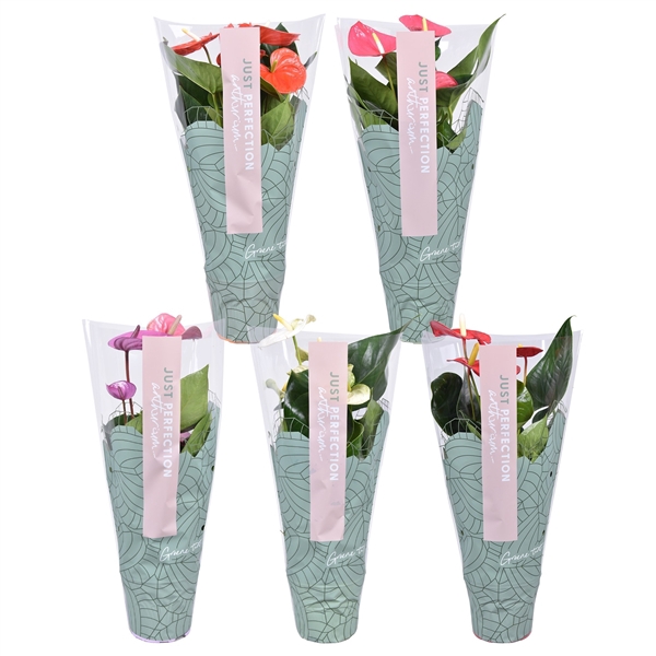 <h4>Anthurium Andreanum Grp gemengd</h4>