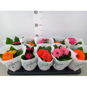 Gerbera   ...mix