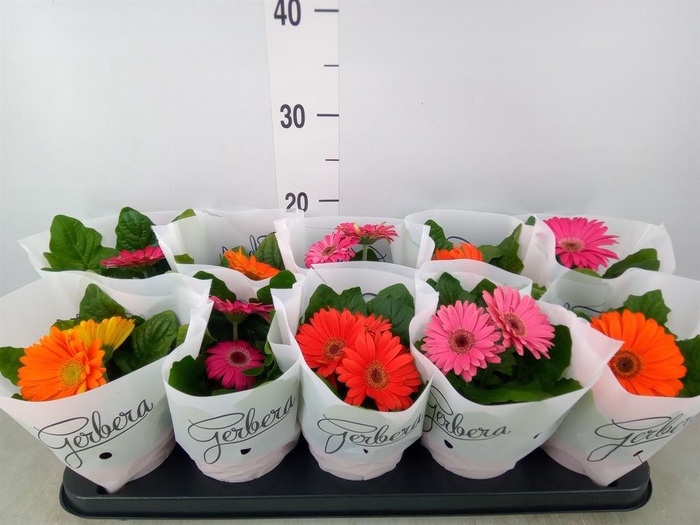 <h4>Gerbera   ...mix</h4>