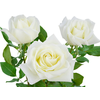 ROSA TINEKE 050 CM CAMPO