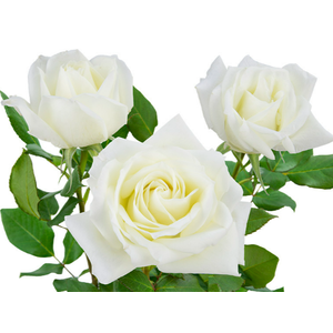 ROSA TINEKE 050 CM CAMPO