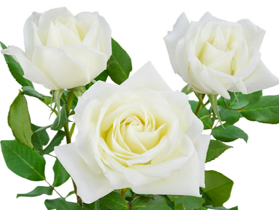 <h4>ROSA TINEKE 050 CM CAMPO</h4>