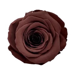 <h4>Roos XL grp-02</h4>