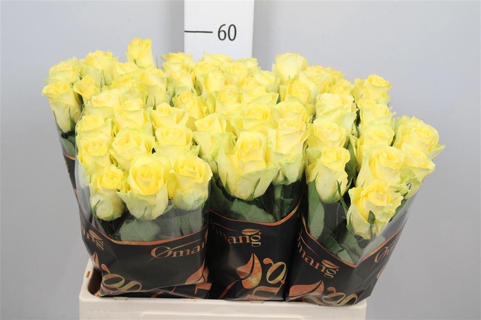 <h4>R Gr Minion Rose</h4>