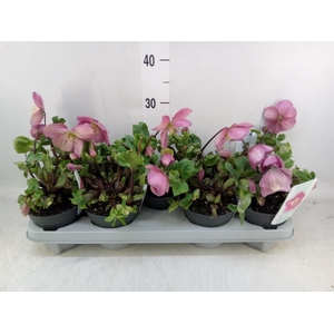 Helleborus  'Verboom Sifra'