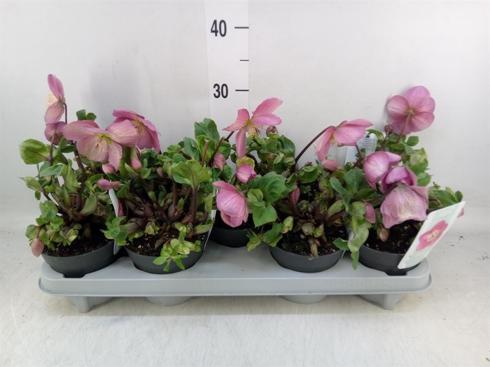 <h4>Helleborus 'Verboom Sifra'</h4>