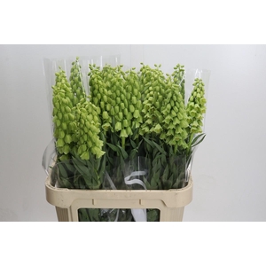 Fritillaria Persica Ivory Bells