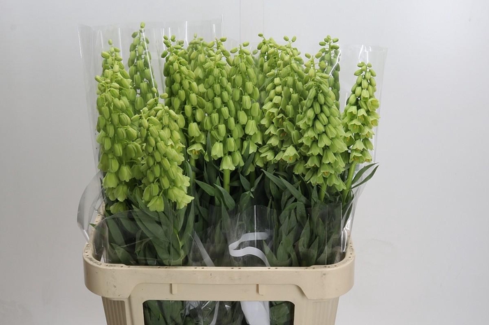 <h4>Fritillaria Persica Ivory Bells</h4>