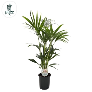 KENTIA - P21 H140 - 6PP - Air So Pure (Howea forsteriana)