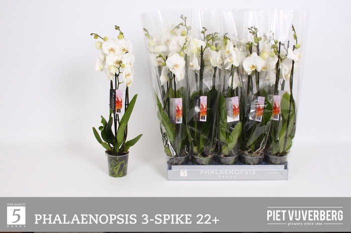 <h4>PHAL OV WIT</h4>