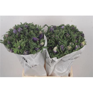 Anemone Mistral Azzurr Pale Blue