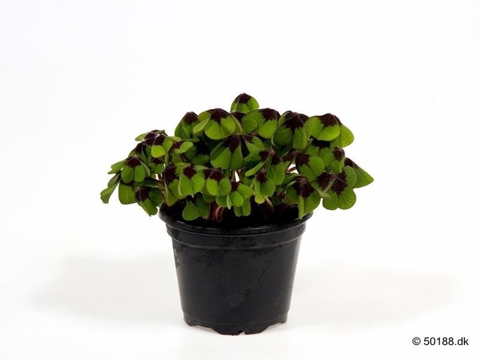 <h4>OXALIS DEPPEI</h4>