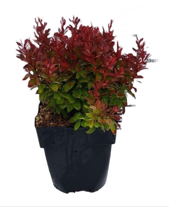 <h4>Berberis thunbergii 'Ruby Star'® P17</h4>