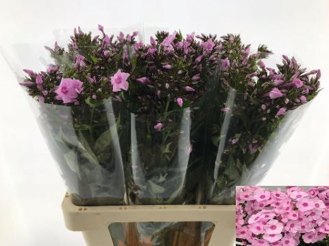 <h4>PHLOX P SWEET LEXY</h4>