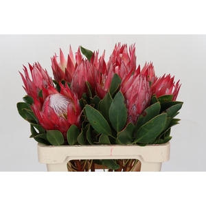 Protea Cynaroides Madiba