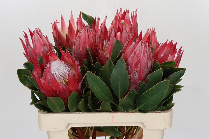 <h4>Protea Cynaroides Madiba</h4>
