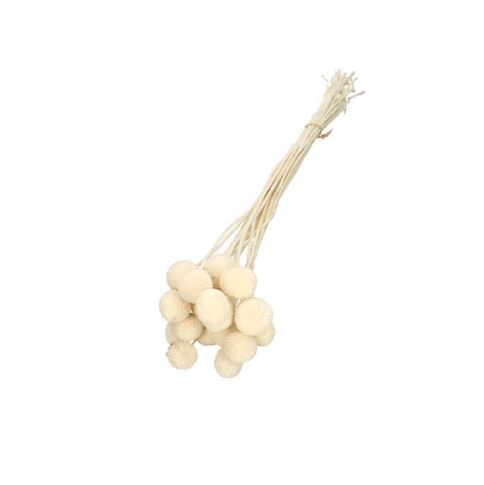 <h4>Droogbloem Craspedia 50cm x20</h4>