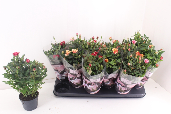 <h4>RO VICTORY GEM</h4>