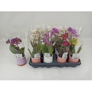 PHAL MINI