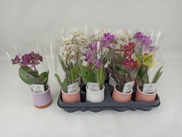 <h4>PHAL MINI</h4>