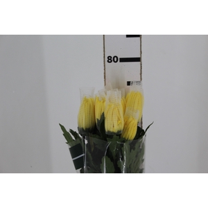 ANASTASIA SUNNY 080 CM AMARELO