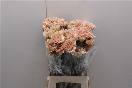 <h4>Di St Caramel</h4>