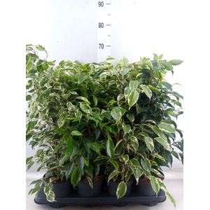 Ficus benja.   ...mix