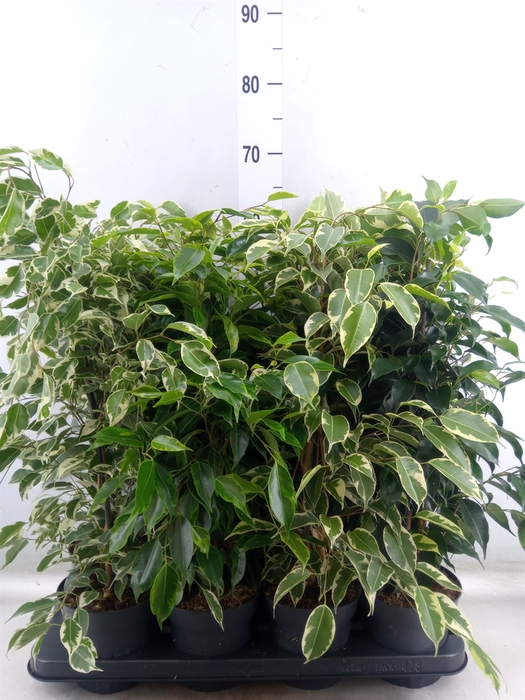 <h4>Ficus benja.   ...mix</h4>