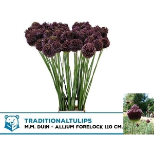 Allium Forelock