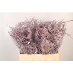 Asp Middel Getopt Metallic Purple