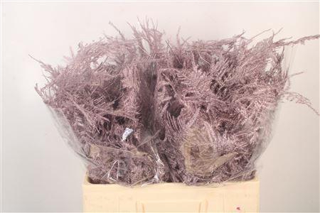 <h4>Asp Middel Getopt Metallic Purple</h4>