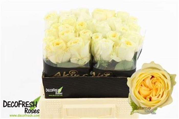 <h4>R Gr Buttercup</h4>