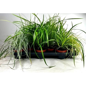 Carex mix