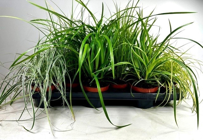 <h4>Carex mix</h4>