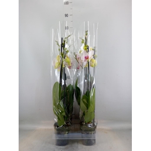 Phalaenopsis  'Bohemian Goya'