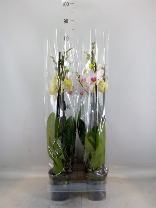 <h4>Phalaenopsis  'Bohemian Goya'</h4>