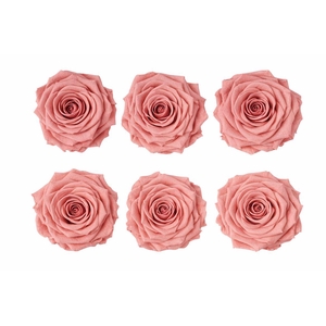 Ro Pres Classic Pink Dusty