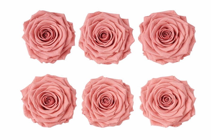 <h4>Ro Pres Classic Pink Dusty</h4>