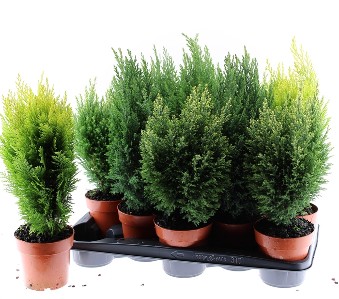 <h4>Coniferen mix</h4>