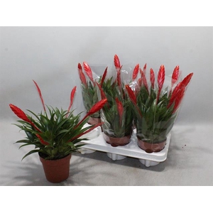 Vriesea Conchita 12Ø 30cm