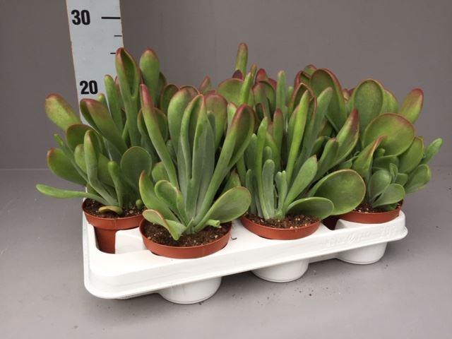 <h4>Kalanchoe NF   ...</h4>