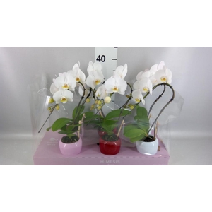 Phalaenopsis   ...white