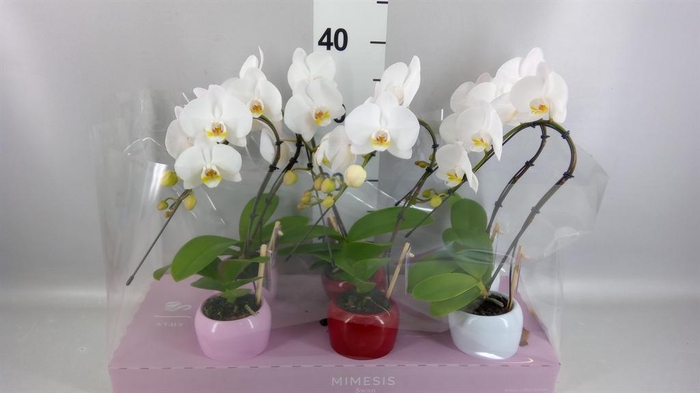Phalaenopsis   ...white