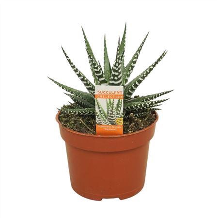 <h4>Haworthia Big Band</h4>