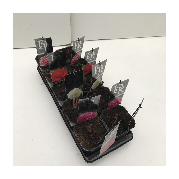 <h4>Paeonia mix in tray</h4>